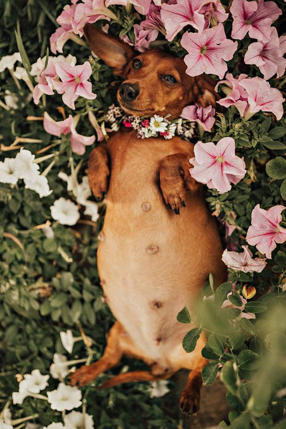 Cachorra salsichinha ensaio grávida Cachorra salsichinha ensaio grávida